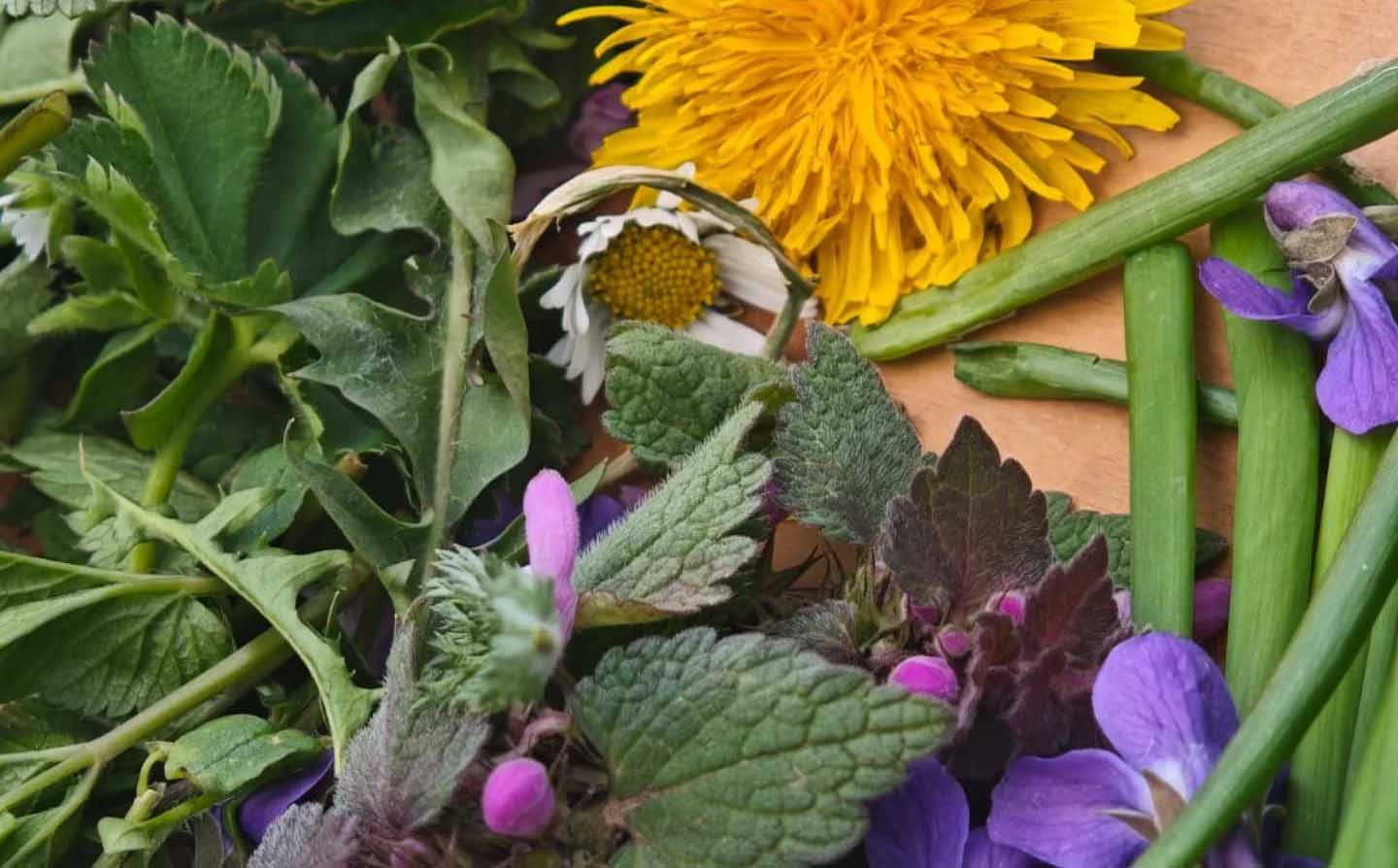 Povídání o bylinkách