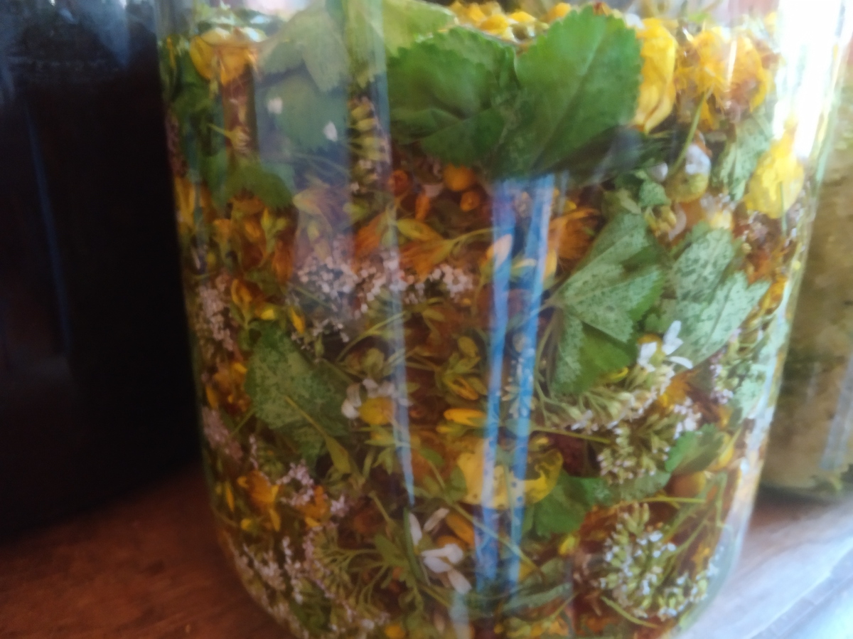 Povídání o bylinkách