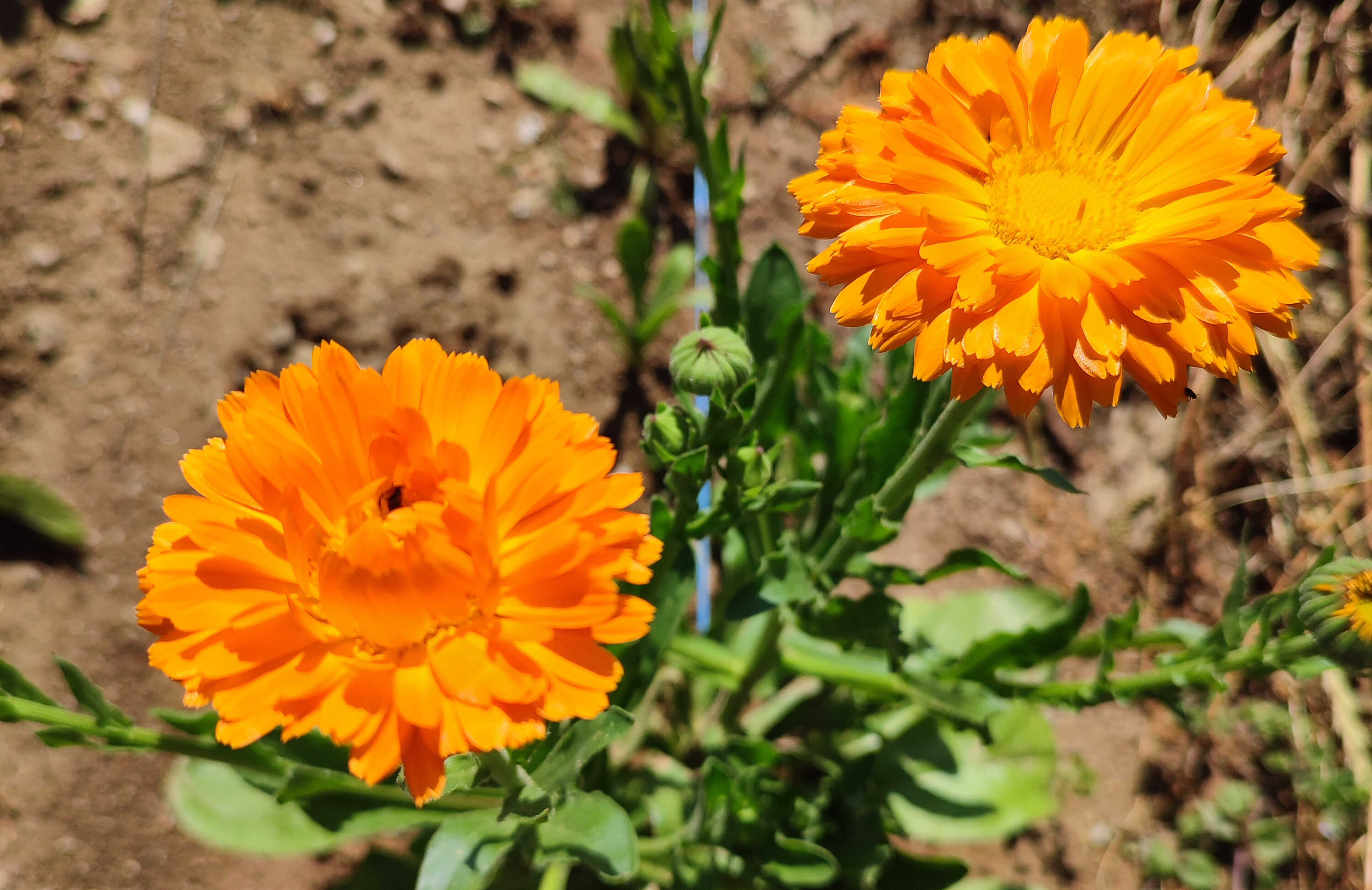 Měsíček lékařský