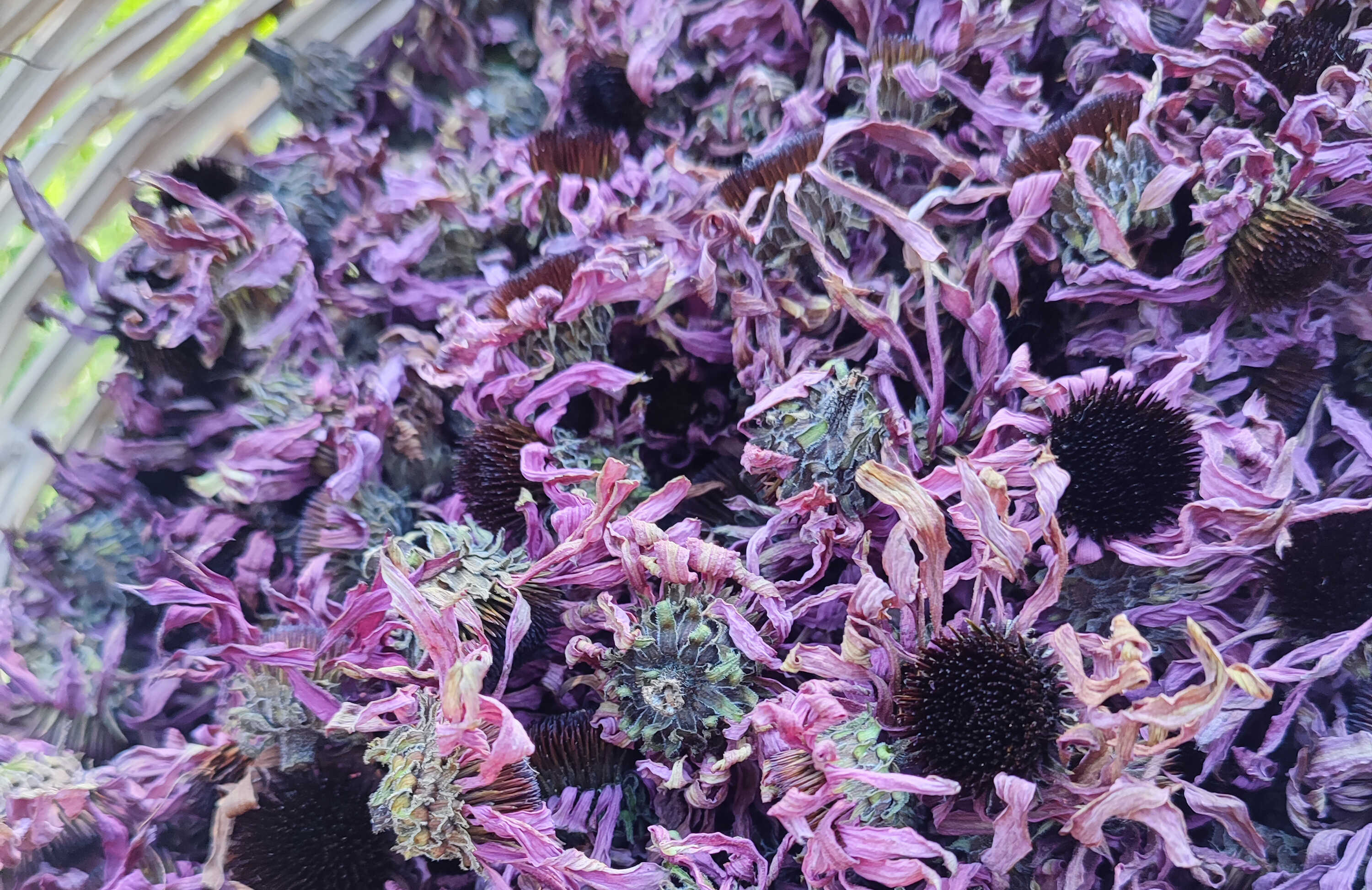 Sušená echinacea