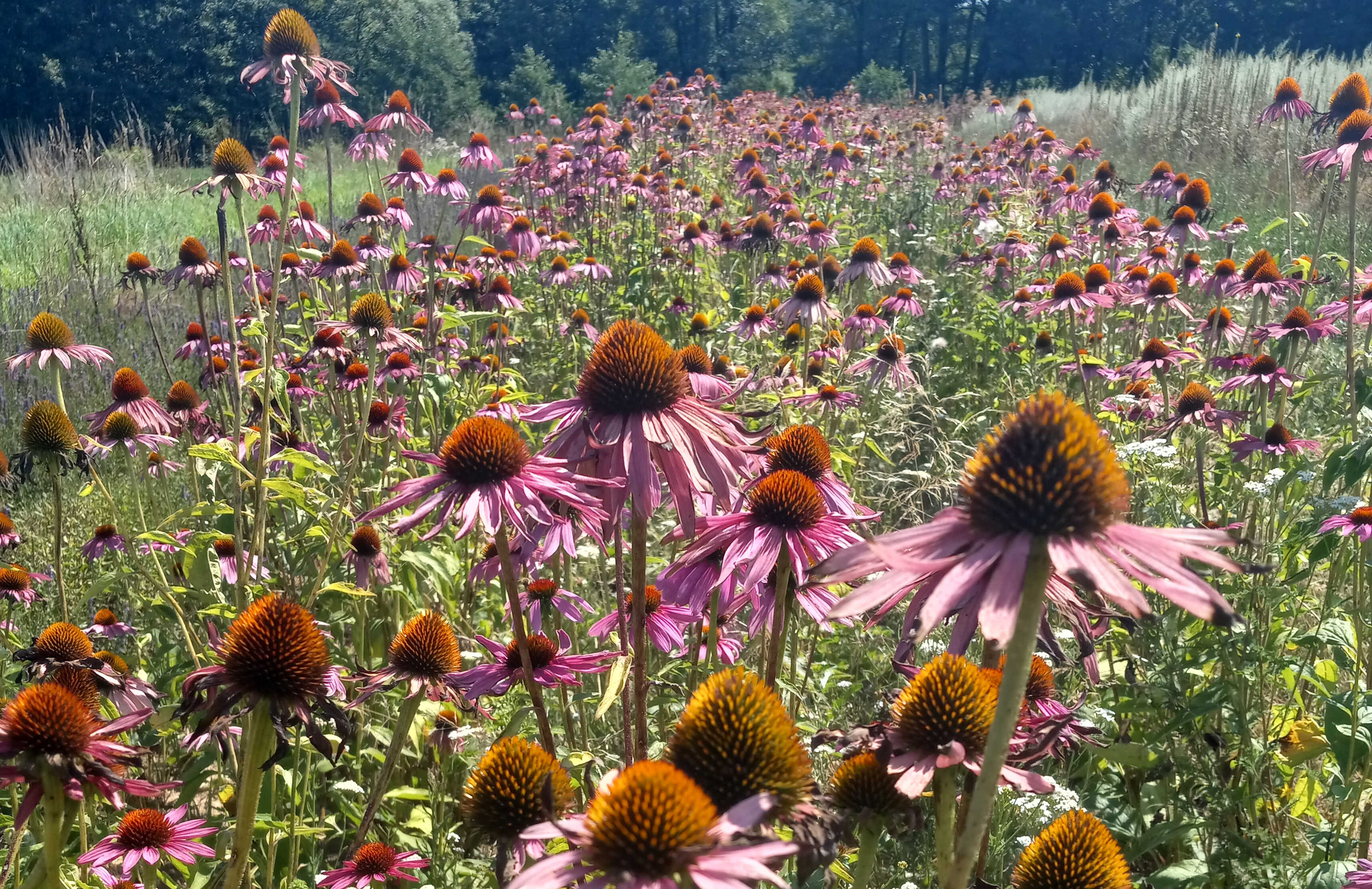 Echinacea2