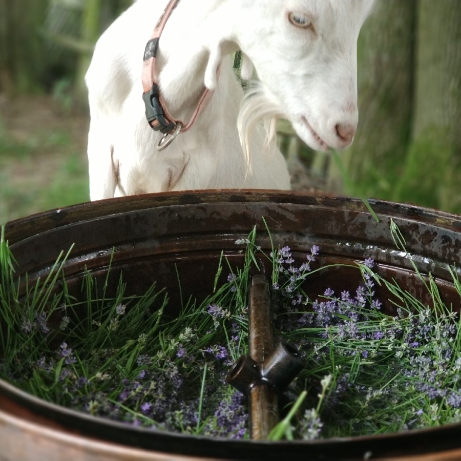 100% esenciální olej z levandule z tureckého Eskişehiru