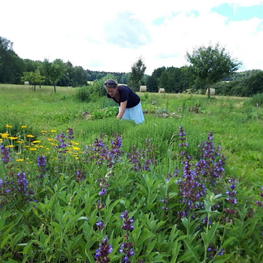 Květová voda z BIO šalvěje 250 ml VÝPRODEJ