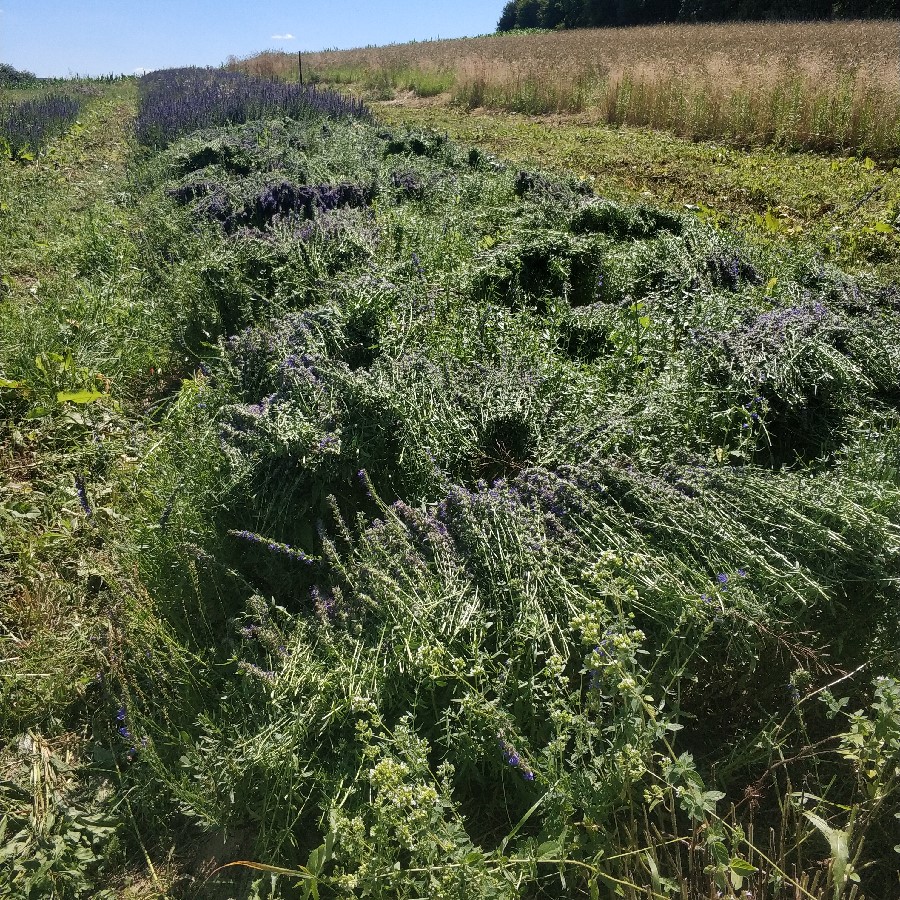 Květová voda z BIO yzopu VÝPRODEJ
