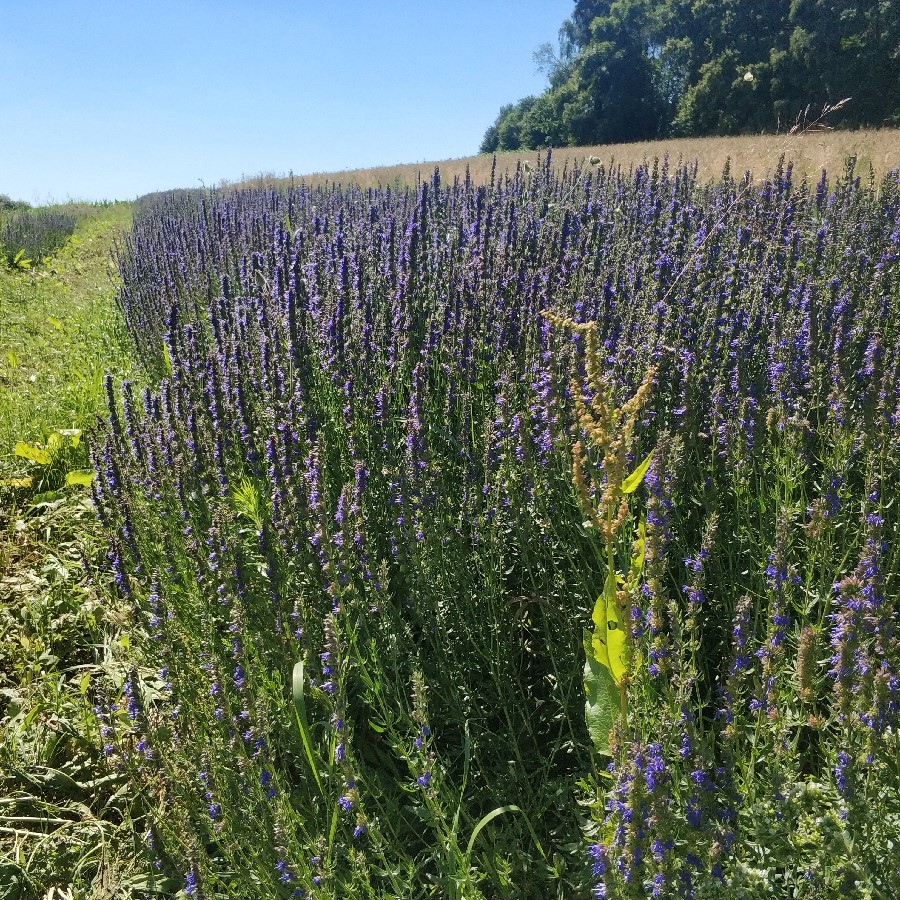 Květová voda z BIO yzopu VÝPRODEJ