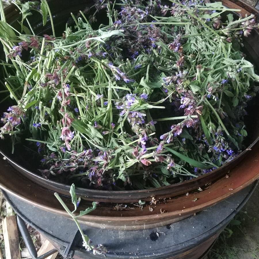 Květová voda z BIO yzopu VÝPRODEJ