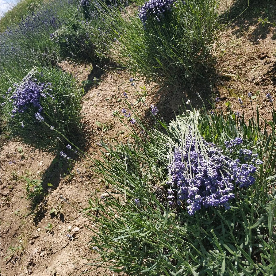 Květová voda z BIO levandule 100 ml VÝPRODEJ