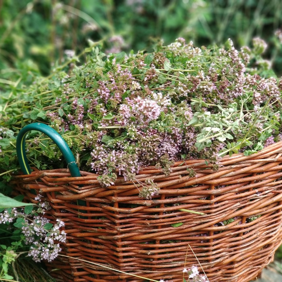 Květová voda z BIO dobromysli VÝPRODEJ