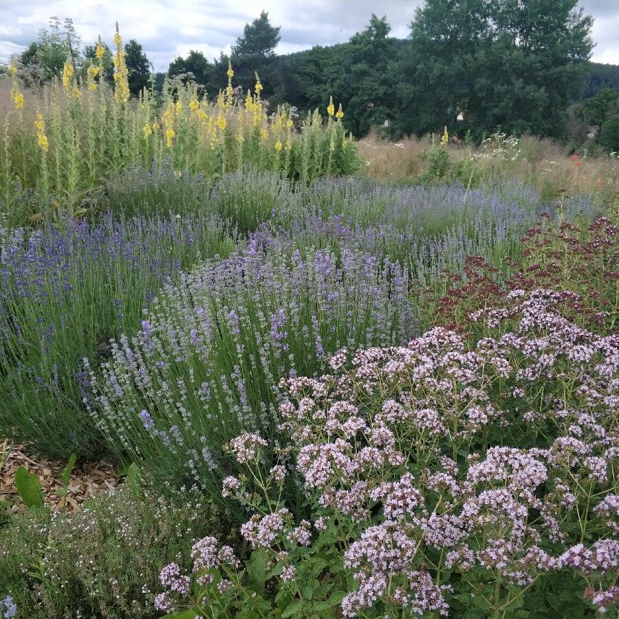 Květová voda z BIO dobromysli VÝPRODEJ