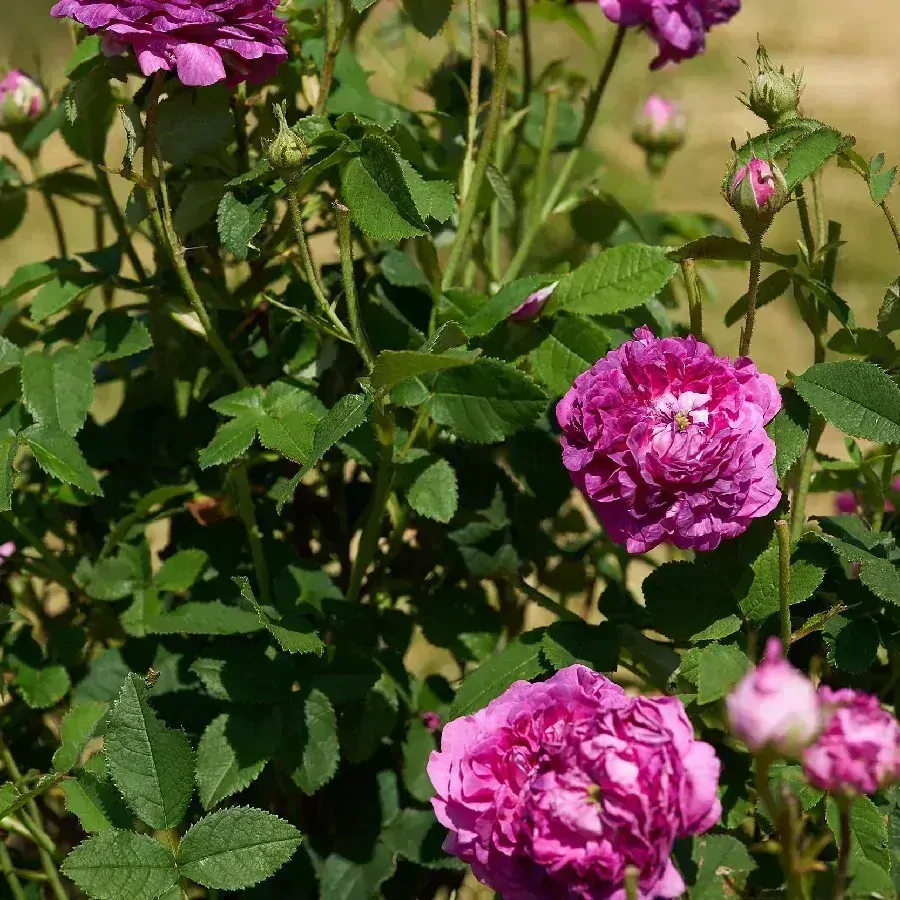 BIO růže damašská sušený květ