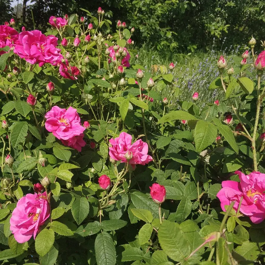 Magie přirozené krásy