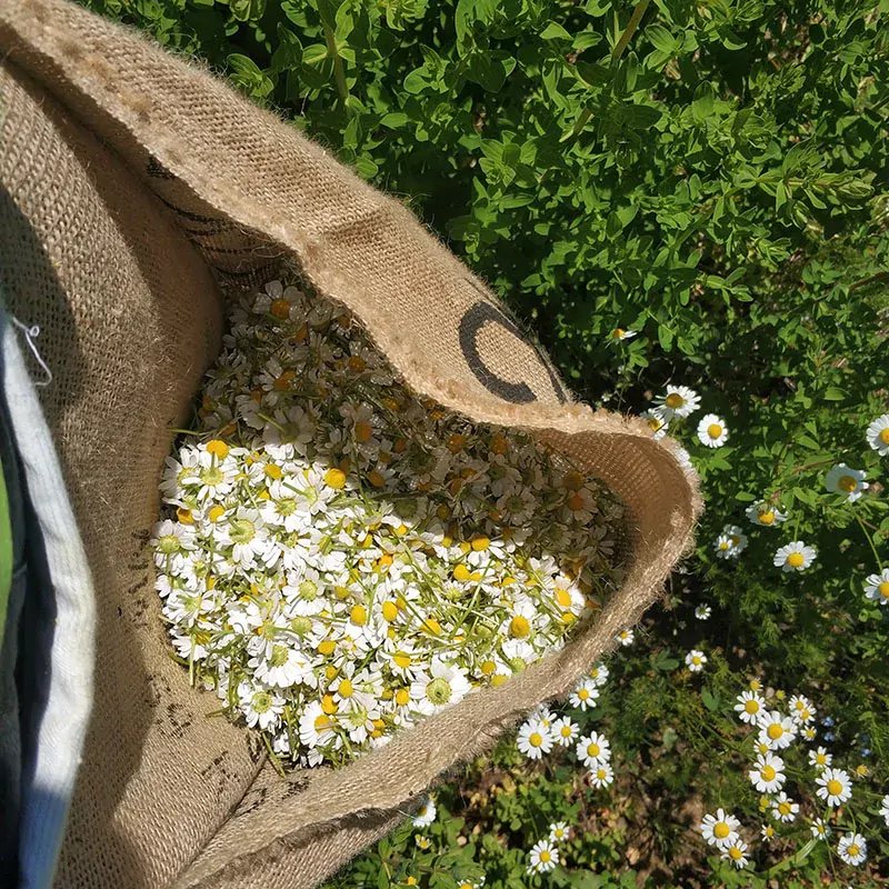 Heřmánková mast z macerátu