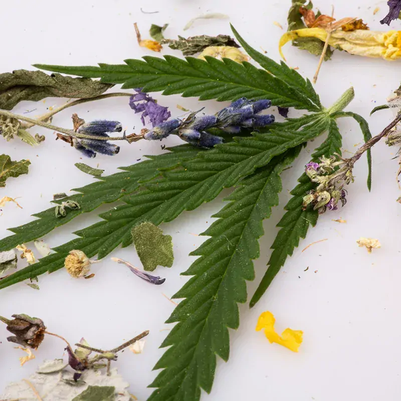 Tělové mléko s BIO měsíčkem