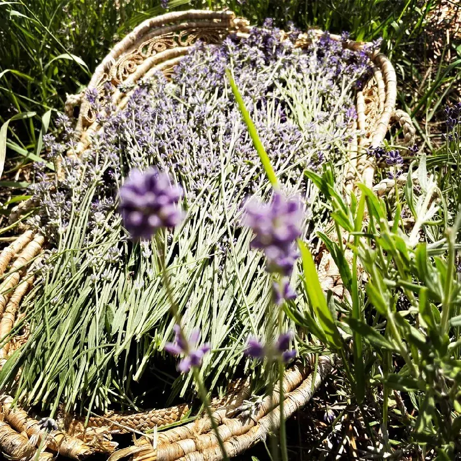 100% esenciální olej z BIO levandule 10 ml