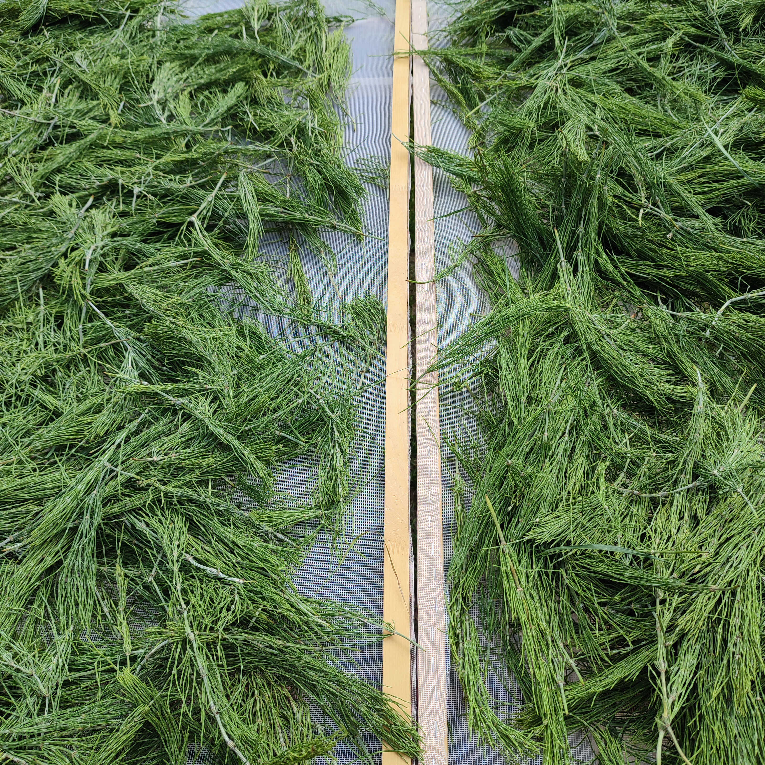 Kapsle s BIO přesličkou