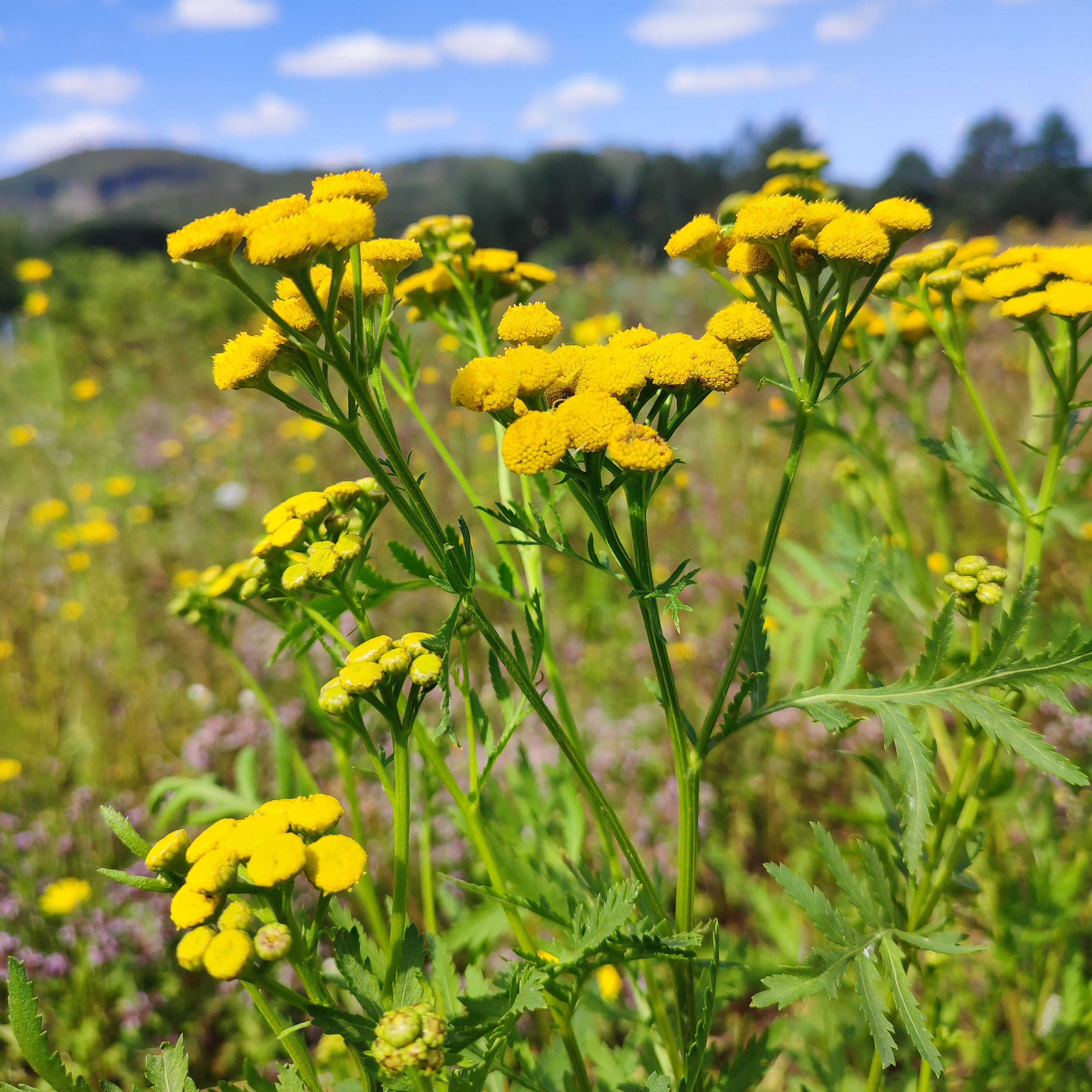 Květová voda z BIO vratiče 100 ml VÝPRODEJ