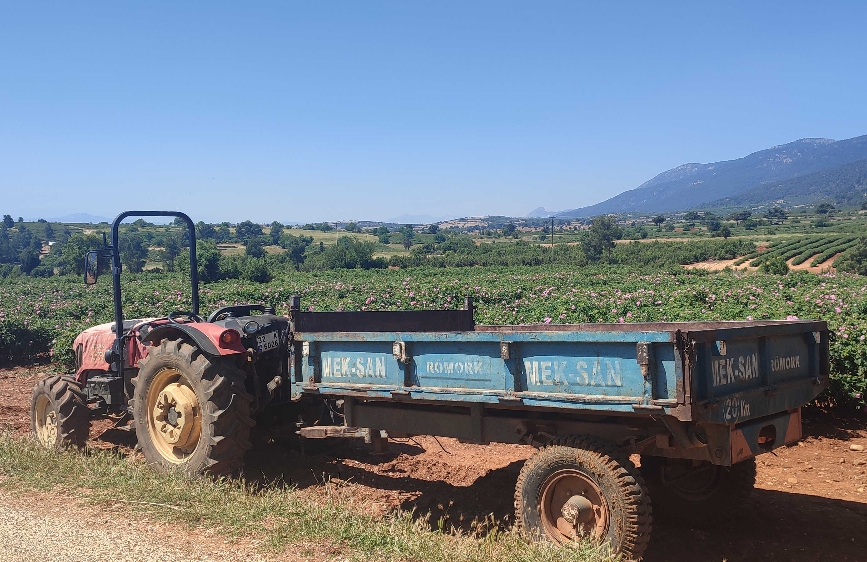 růžové pole Turecko