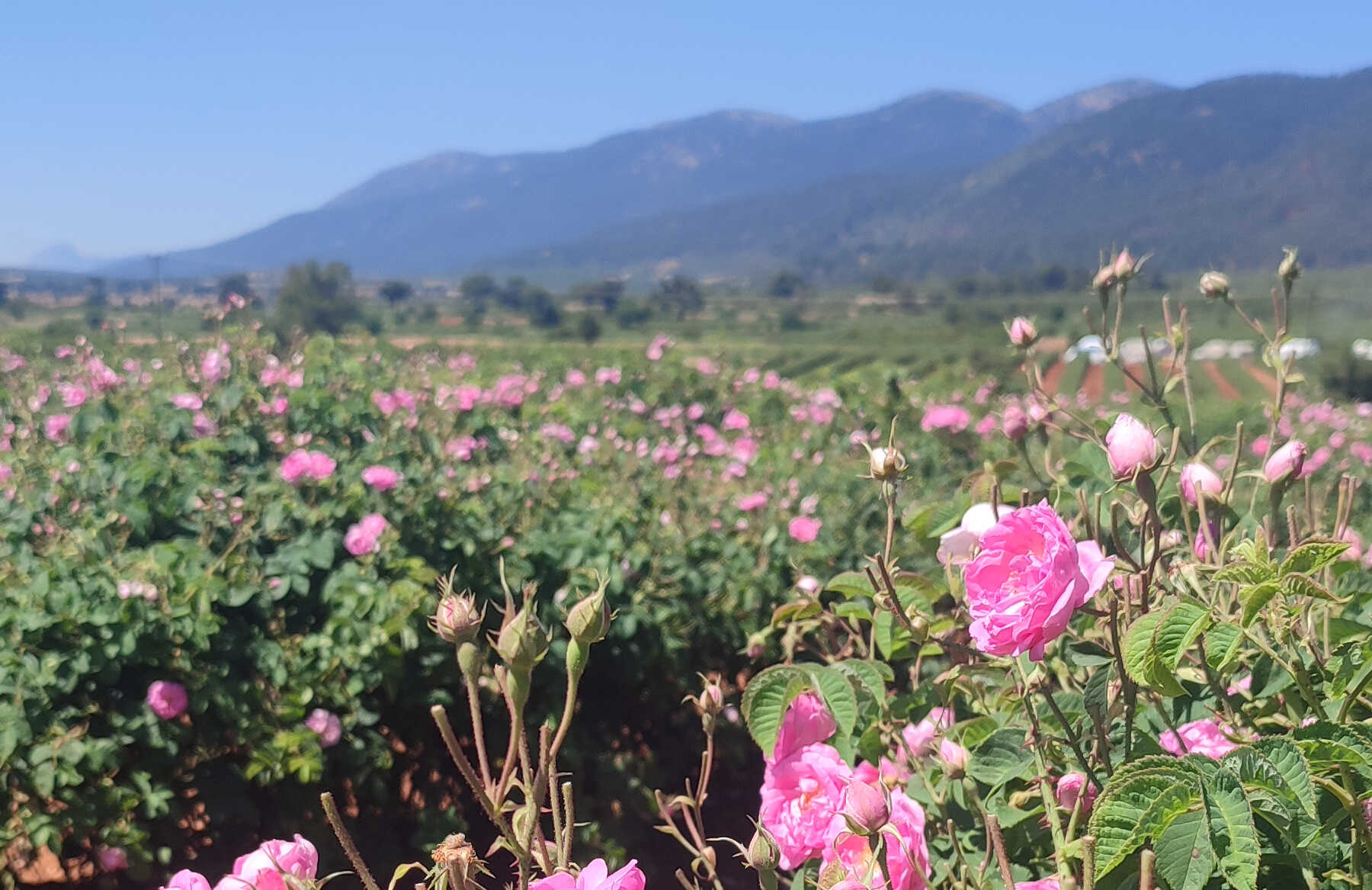 růžové pole v Turecku