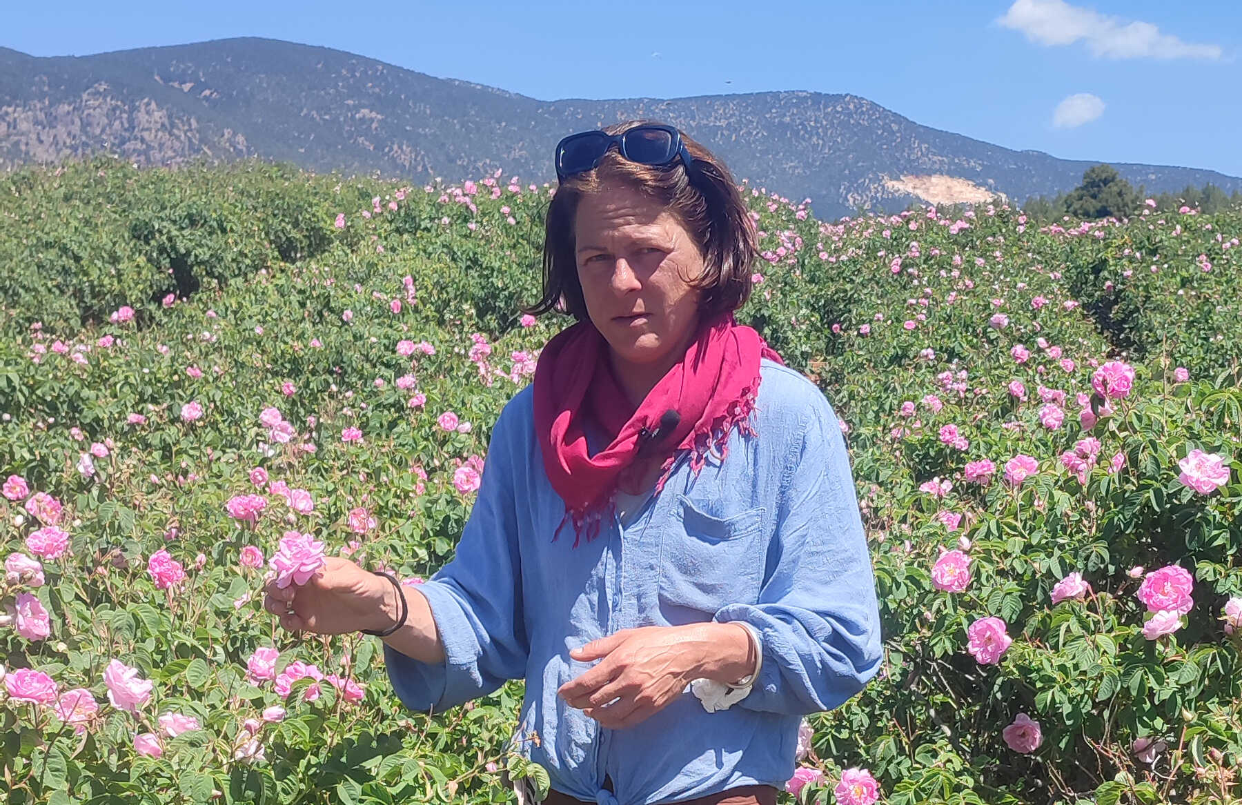 růžové pole v Turecku